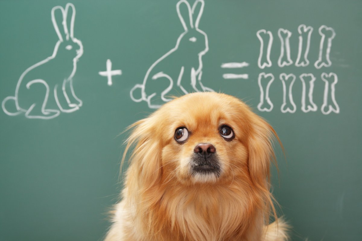 dog studying mathematics