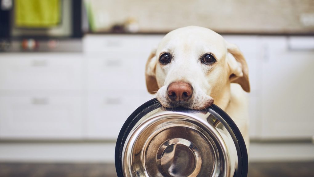 dogs talk to owners A dog holding a bowl, waiting for food