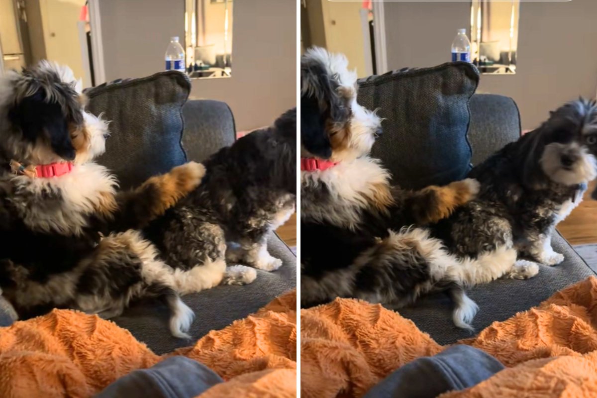 Doodles argue over couch