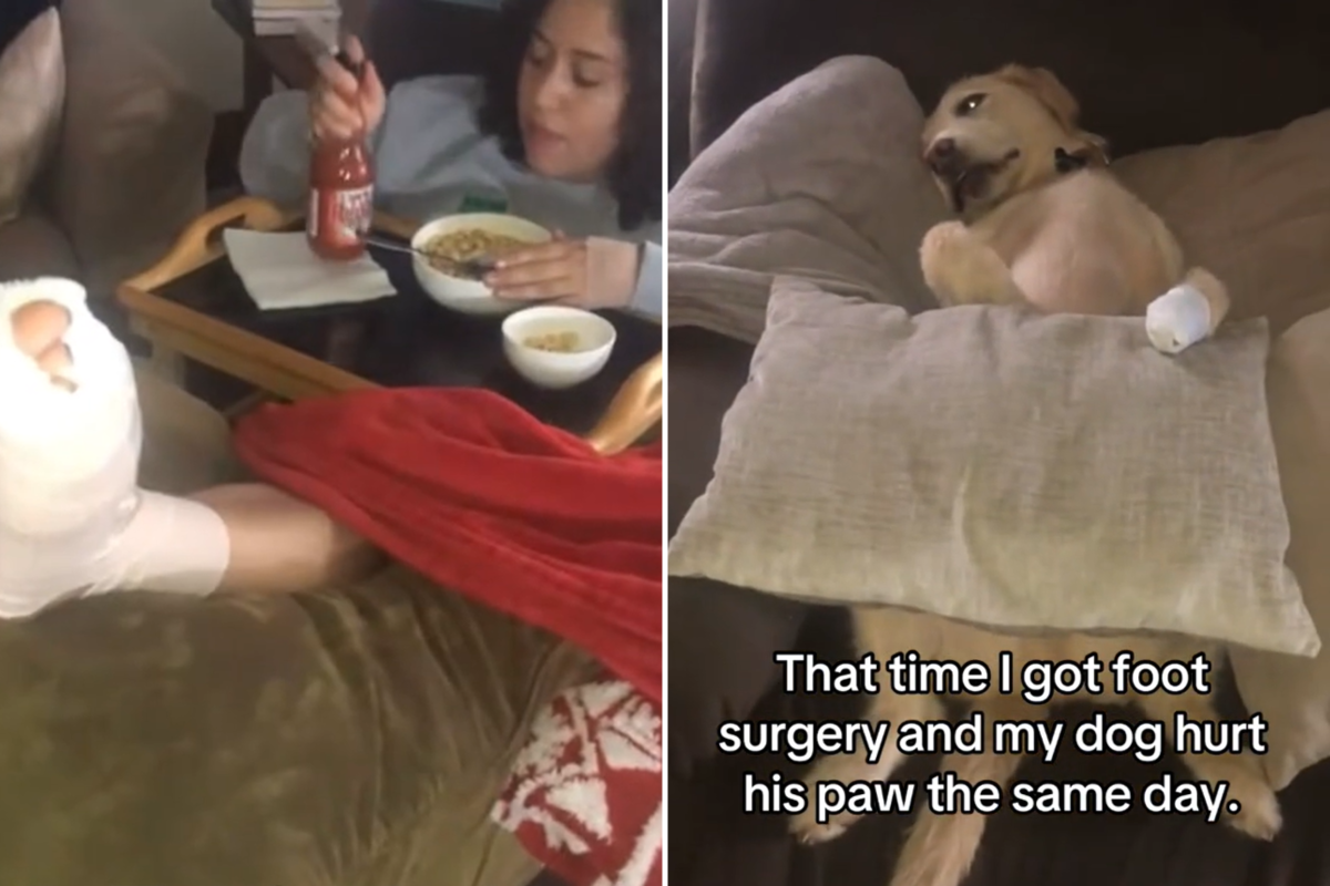 Dramatic dog hurts paw