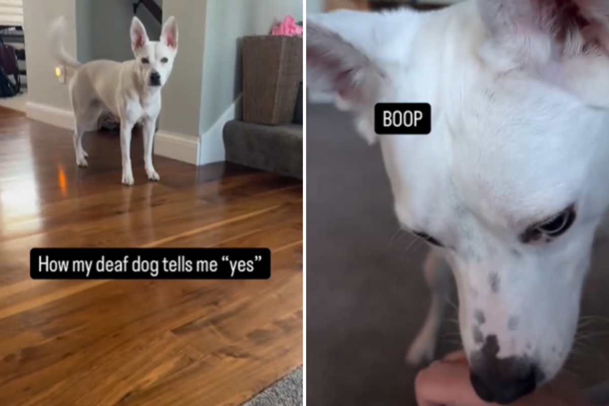 Faith the dog