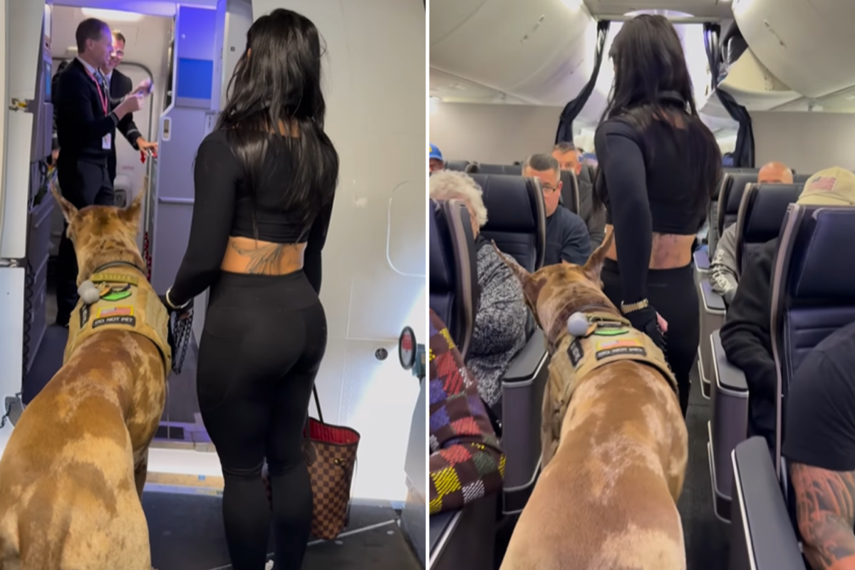 Great Dane boarding flight