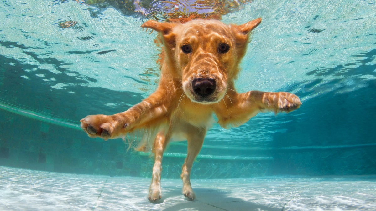 Get dog gear for the pool, hiking trails, camping and your own backyard.
