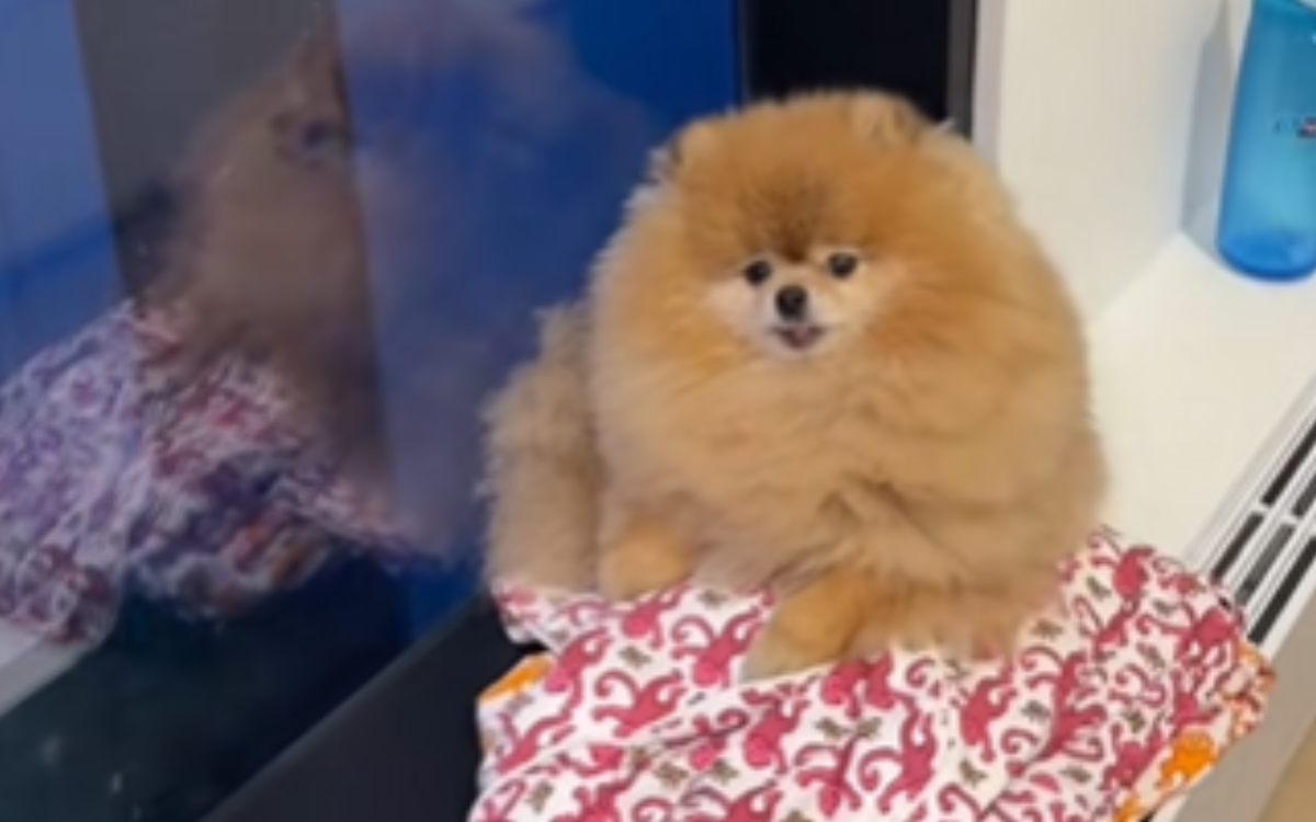 Keanu the pomeranian reacts to his owner.