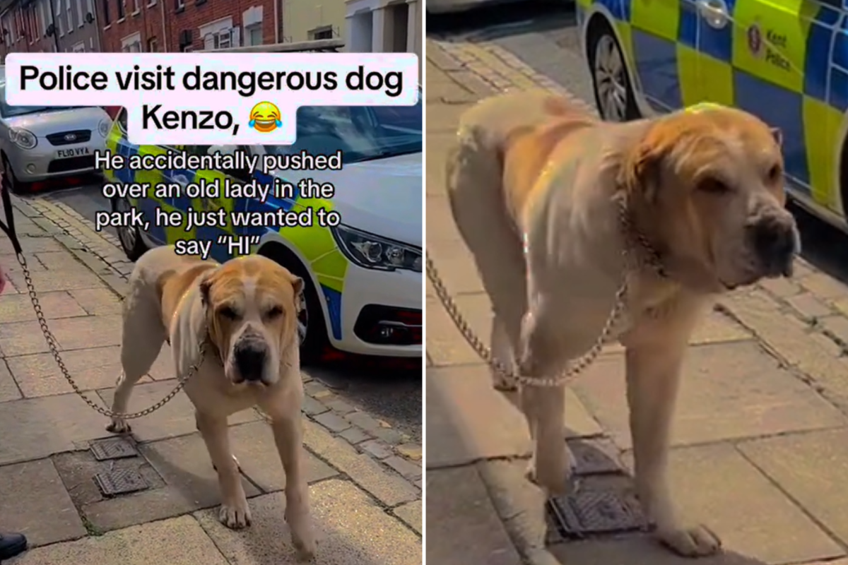 Kenzo dog