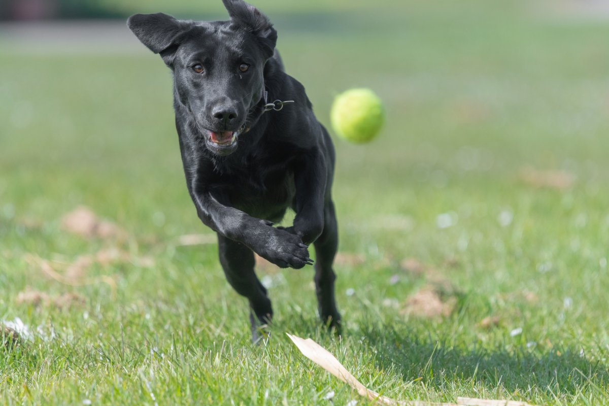 Labrador playing fetch