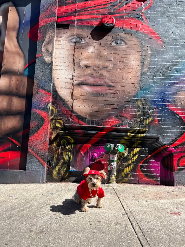 Sunset Park Yorkie Louie is dressing as rapper LL Cool J in a red shirt red hat and large gold chain