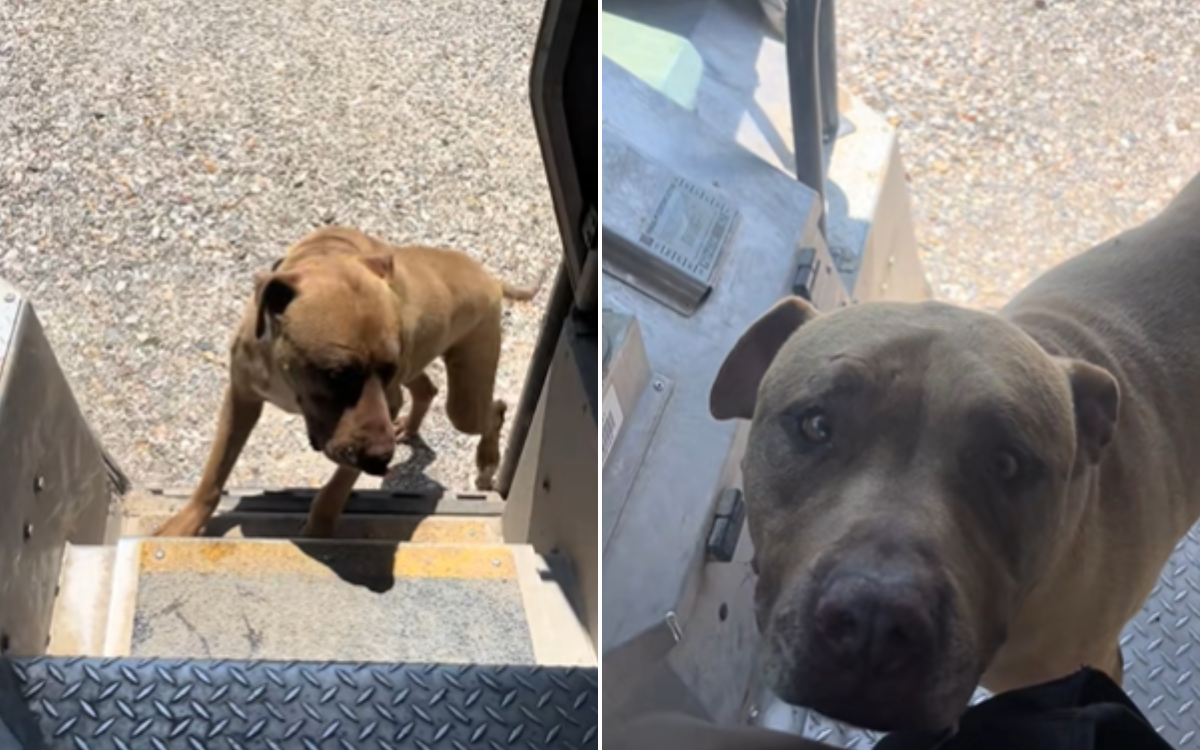 Max climbing into Chris Basker's truck.