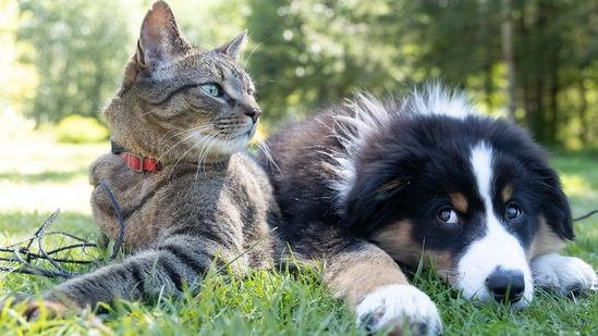 The summer heat can pose serious health risks for our furry companions.(Photo by Andrew S on Unsplash) The summer heat can pose serious health risks for our furry companions.(Photo by Andrew S on Unsplash)