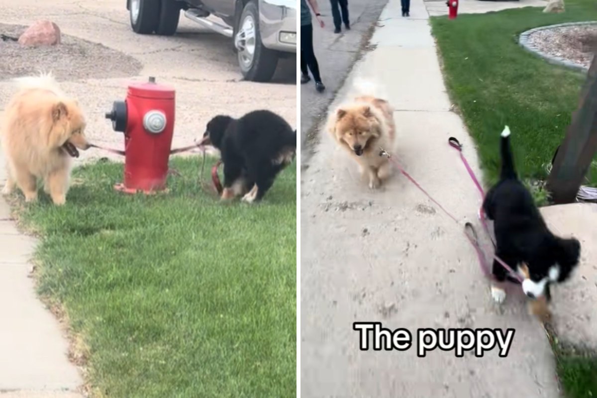 Puppy helps blind dog walking