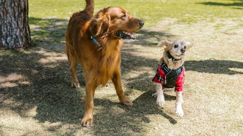 This AI Tool May Help Translate Your Dog's Barks Into Human Language This AI Tool May Help Translate Your Dog's Barks Into Human Language