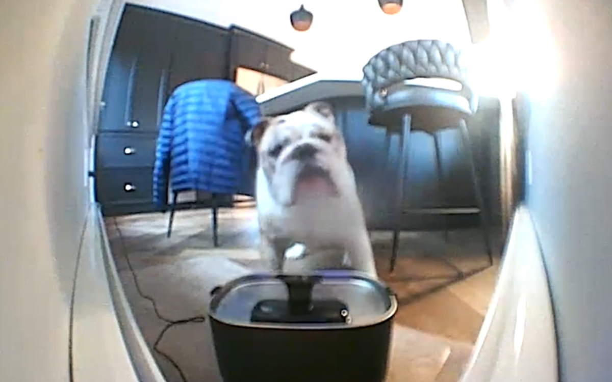 Ralphie the English Bulldog reacting.