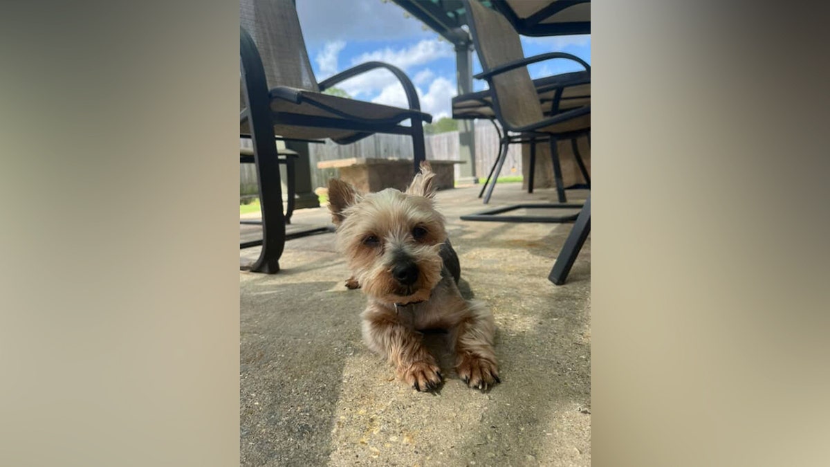 Small Yorkie lying on a patio under outdoor furniture, looking toward the camera