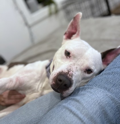 Rexi, a pitbull leaning to the right, onto someone wearing jeans.