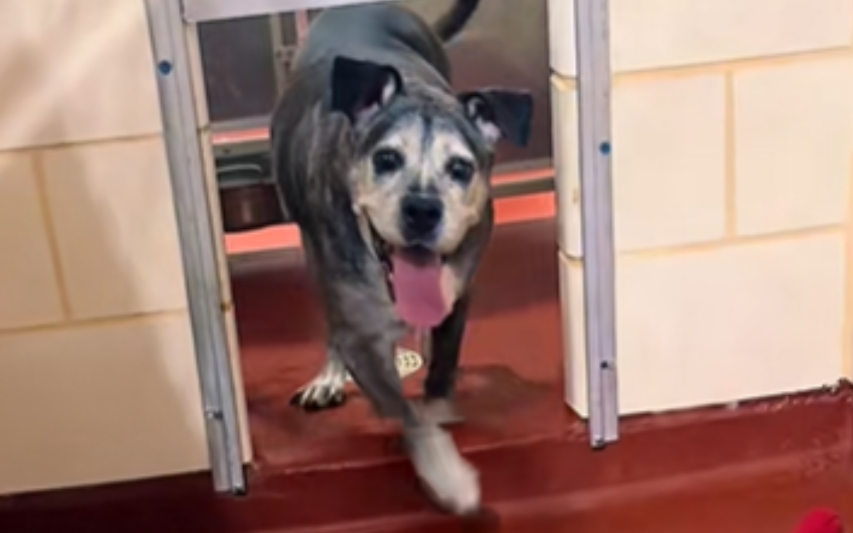 Roxanne the senior shelter dog.