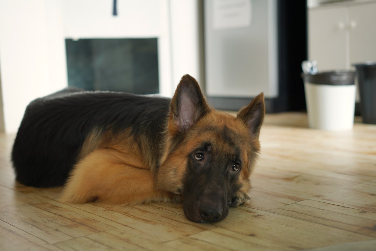 Sad dog