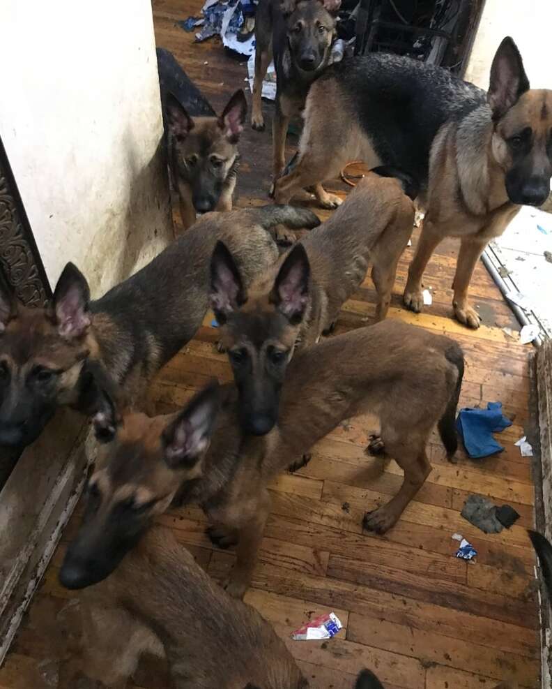 NYCACC rescued over 40 dogs from a filthy breeder apartment in Queens