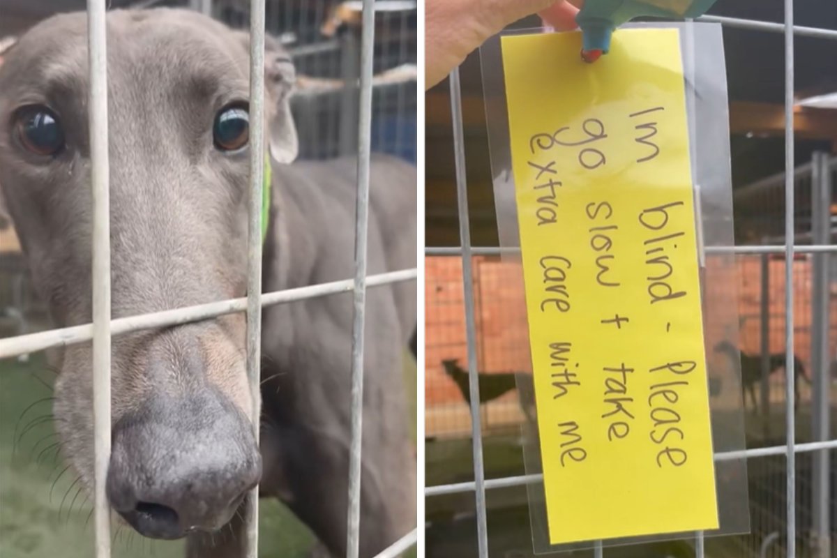 Screengrabs from @gap_vic's video of Percy.