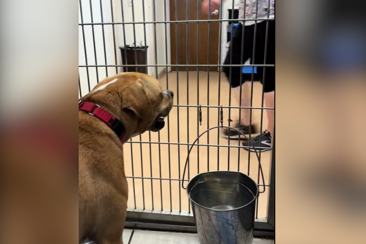 Screengrabs from @hscipets' video of Brutus.