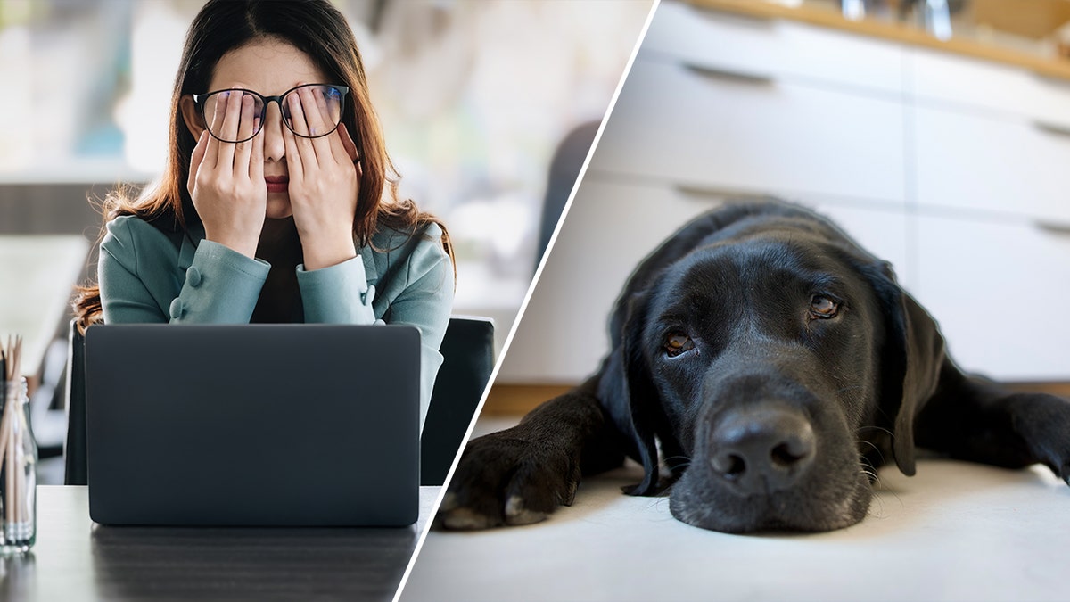 Split image showing a woman at her desk looking stressed and a black Labrador lying on the floor with a tired expression.