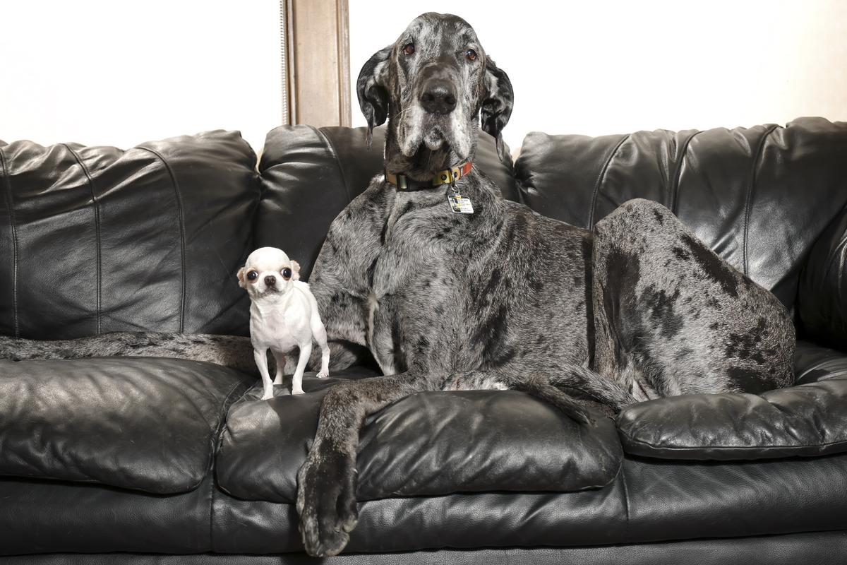 Reggie, the tallest dog in the world, seen with Pearl, the shortest dog in the world.