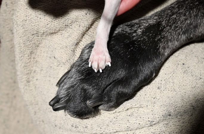 Tallest Smallest Dogs Pearl Reggie Paws Closeup Tallest Smallest Dogs Pearl Reggie Paws Closeup