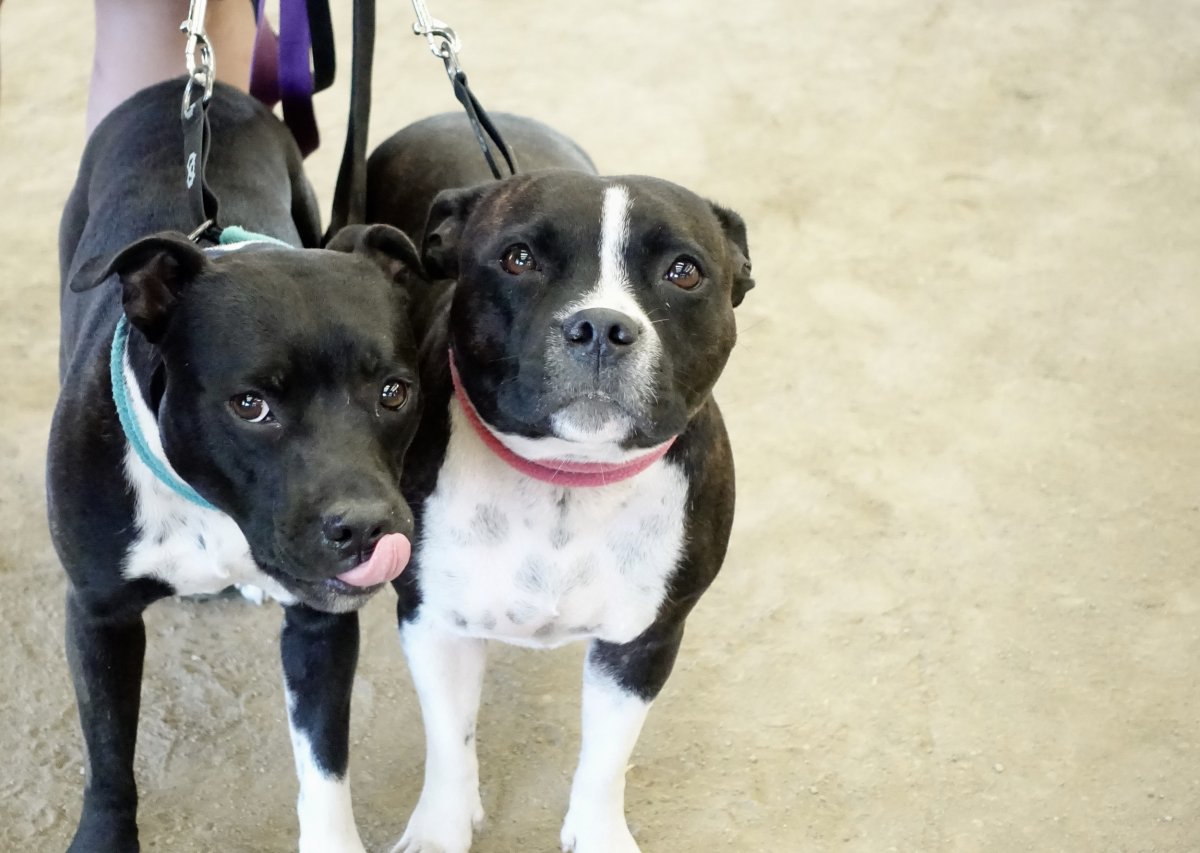 two Staffordshire bull terriers on a walk