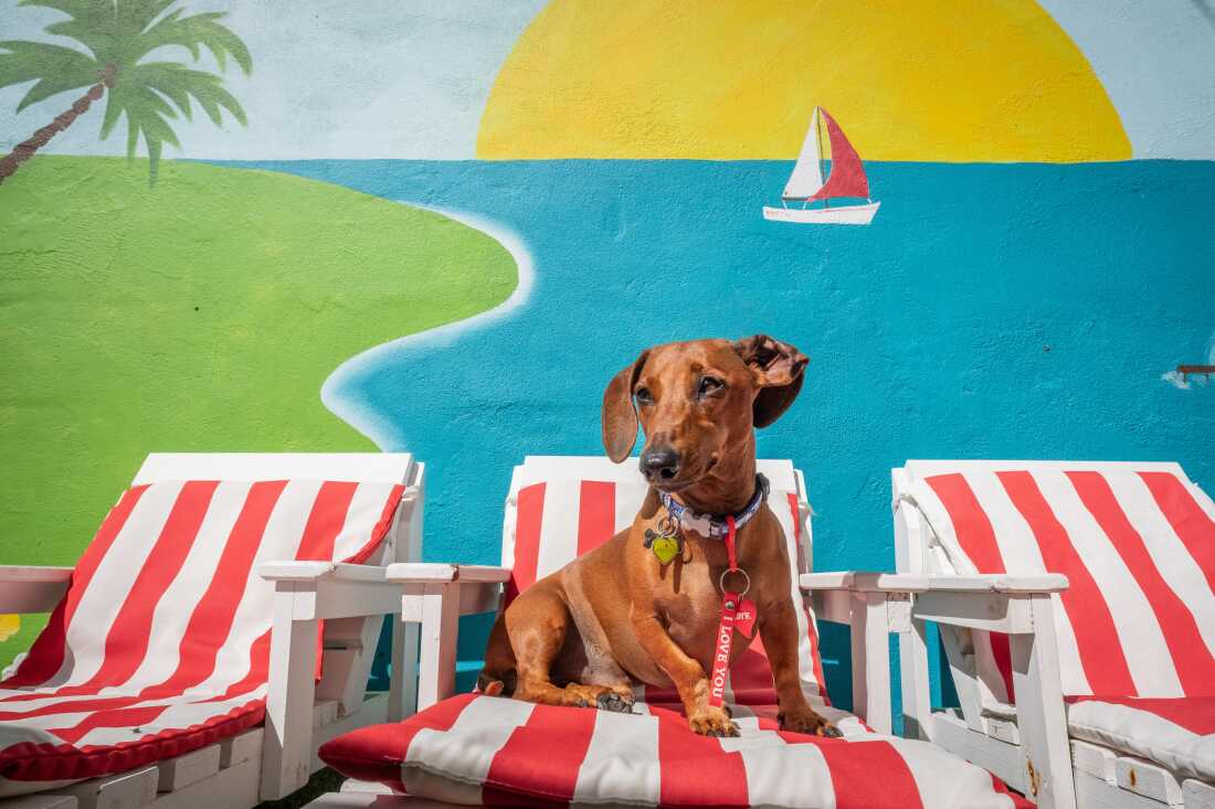 A Dashchund reclines on a miniature custom-made dog sun lounger beside the pool at Vienna's Village luxury dog hotel and daycare in Cape Town, South Africa. Despite widespread poverty, numerous chronic social issues and one of the world's highest murder rates, the city is home to a booming luxury pet hotel industry.
