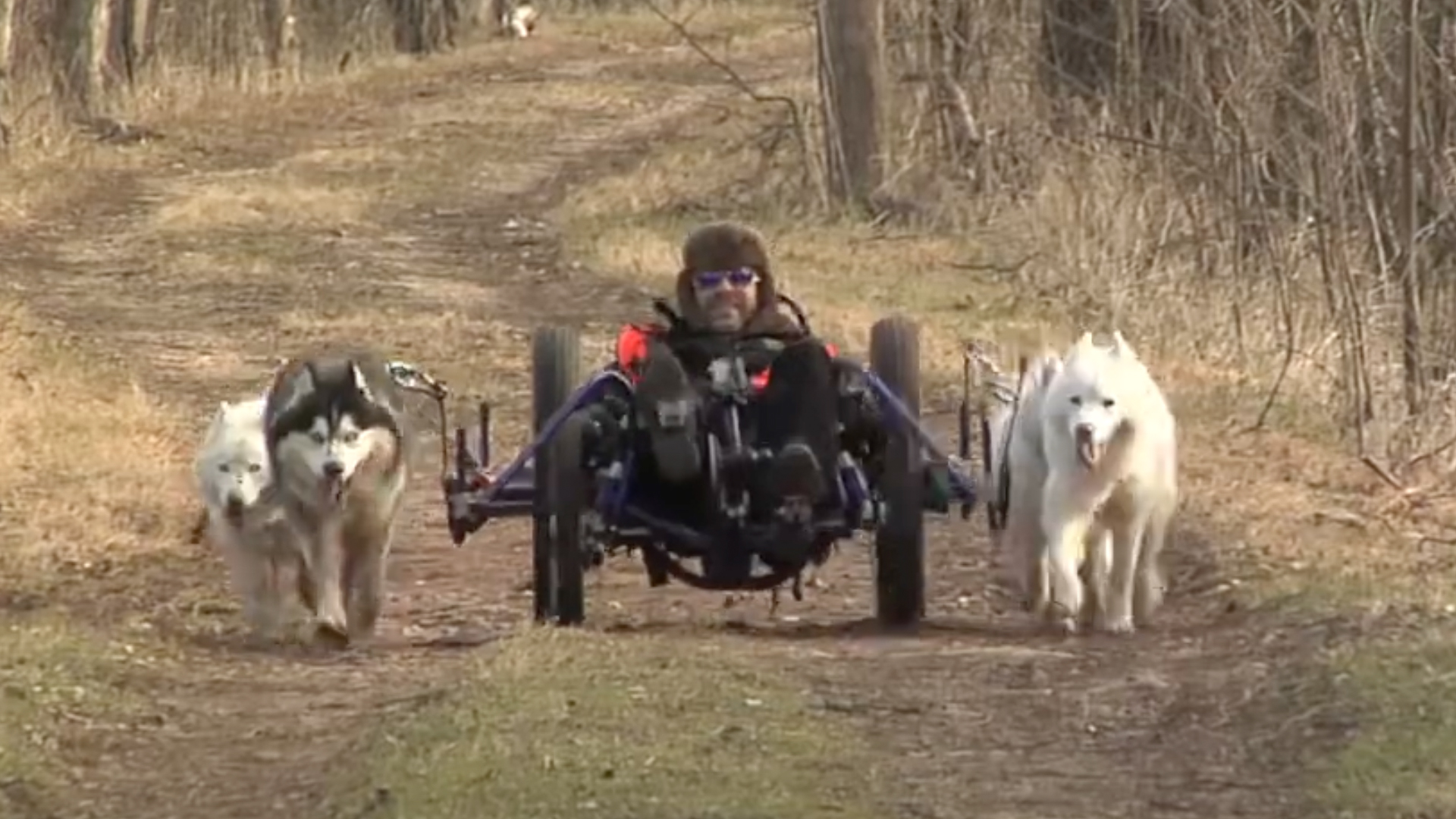 Dog-propelled recumbent bike.