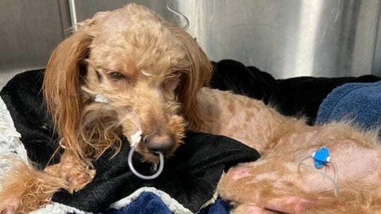 Willie, a young poodle mix, was humanely euthanized after he was found abandoned by the highway.
