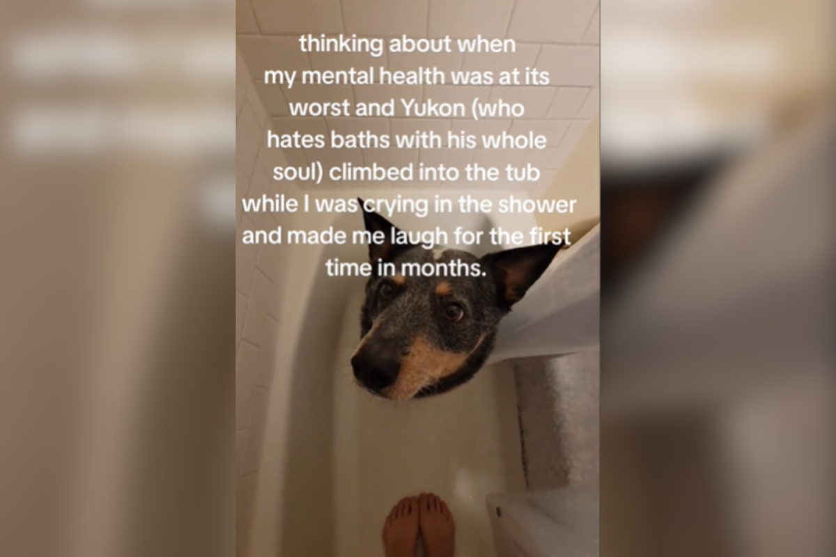 Yukon the dog
