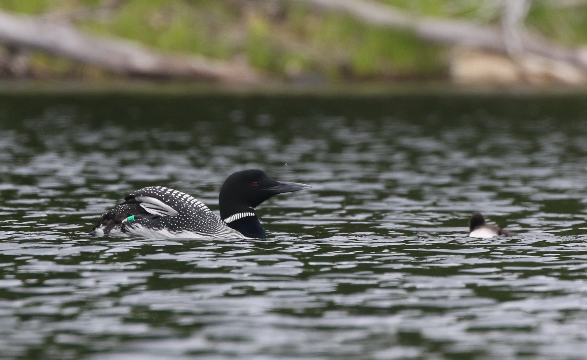 loon and chick on the water