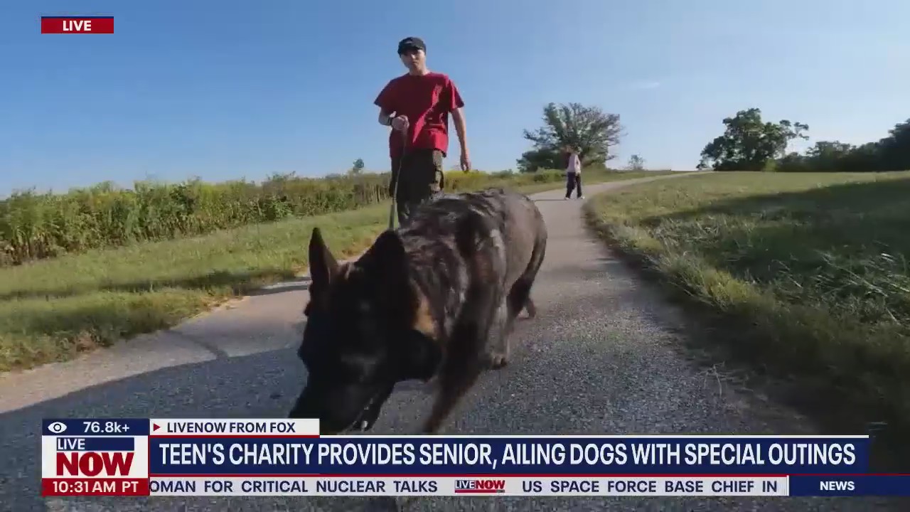 Charity provides senior, ailing dogs with outings