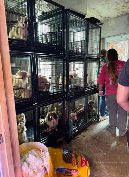 Dogs in cages