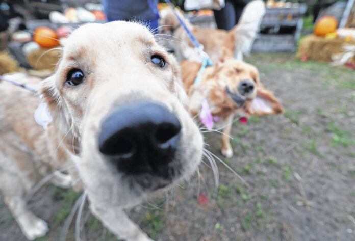 134971540_web1_20250616-AMX-US-NEWS-MEET-DOGS-FETCHING-GOLFERS-RUFF-1-PLD