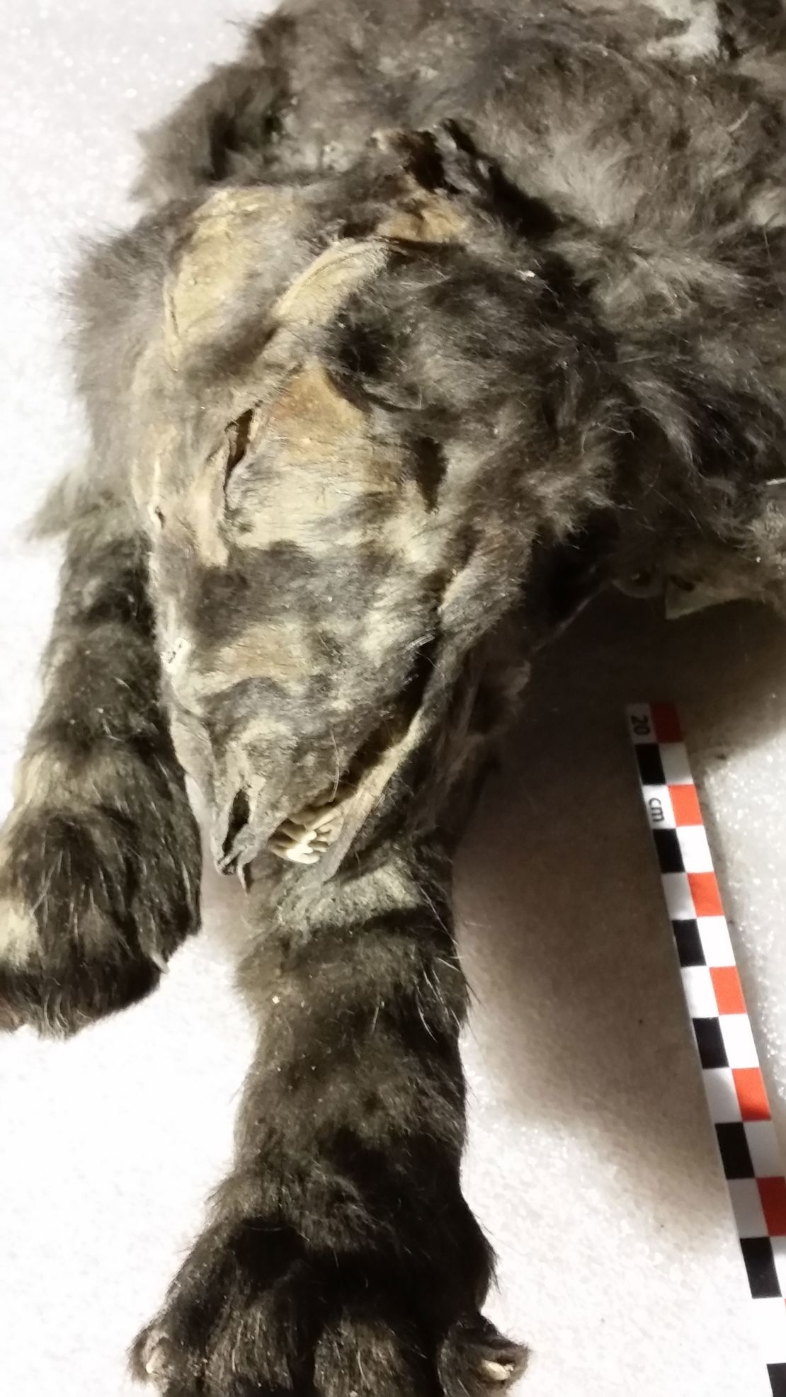 Stomach contents were well preserved inside the mummified cub remains.