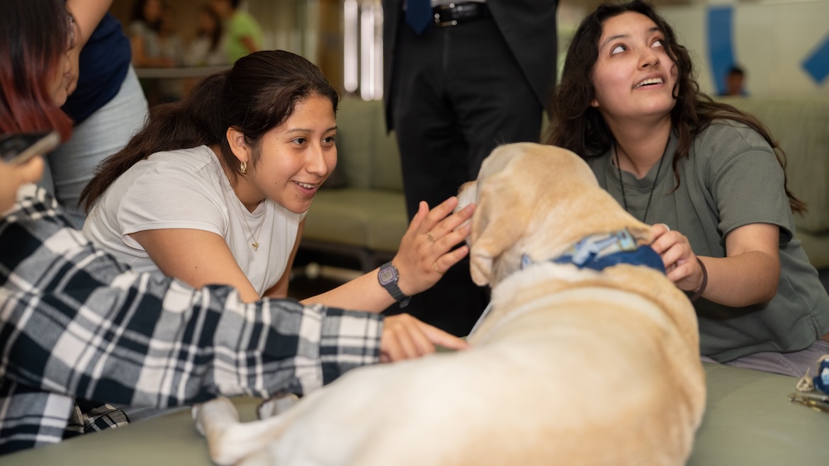Two students let the stress out with Opal. Two women students pet a yellow labrador dog in the library