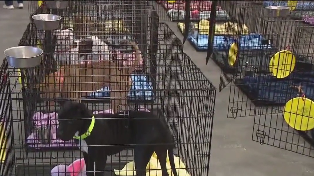 Hundreds of dogs up for adoption in Plant City