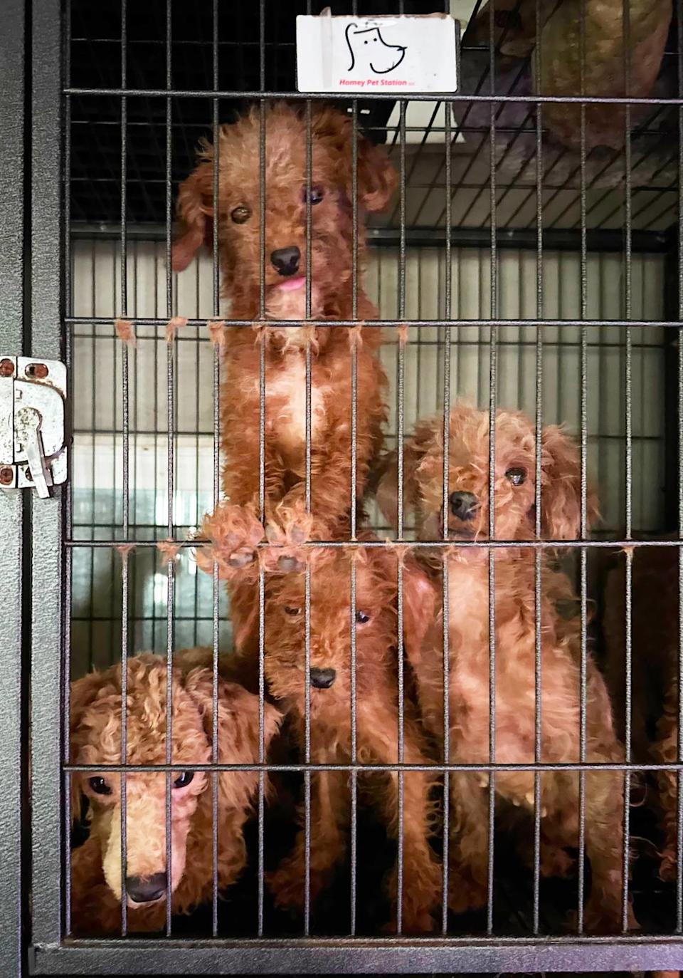Puppies, including some newborns, adults and senior dogs were among those removed from a Raleigh home near New Bern Avenue and New Hope Road.