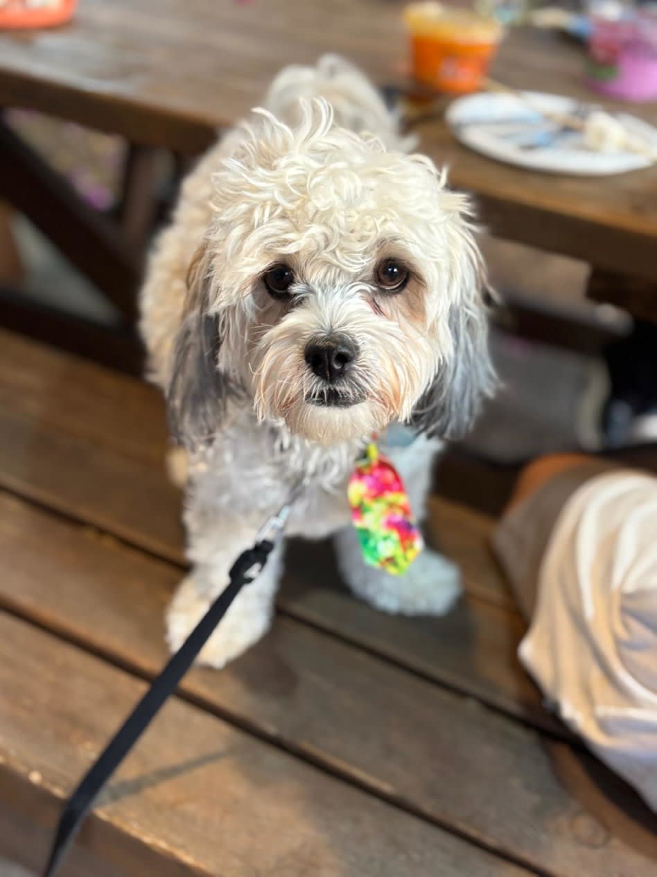  ''Added value for guests who choose to travel with their dogs'' (credit: Courtesy of Metaylim Hotel Chain)