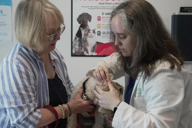 Gail Friedman holds her dog, Mr. Friedman, while Dr. Karen Woodard checks his ear for signs of allergies in Elmhurst, Ill. on May 13, 2025. (AP Photo/Laura Bargfeld)