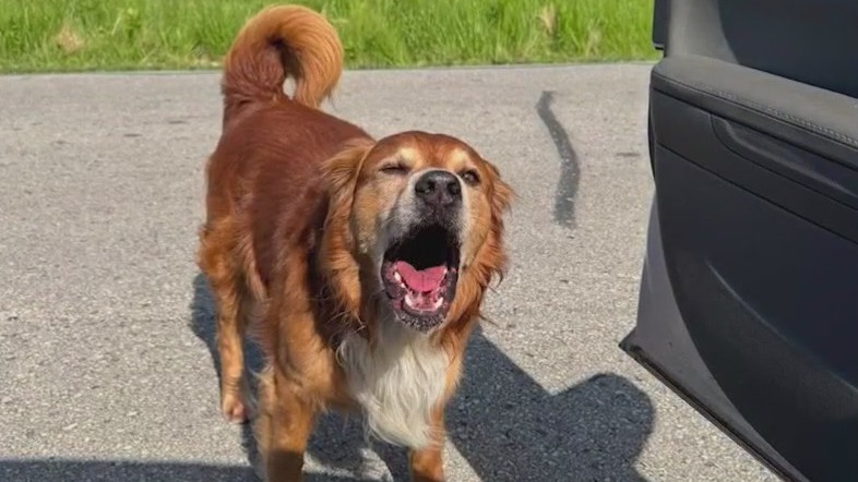 Town chairman arrested in dog's death in Dodge County