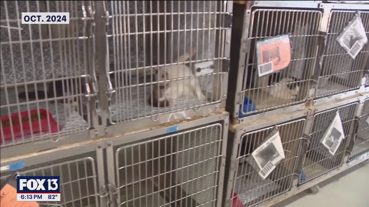 Animal welfare advocates sound alarm in Polk Co.