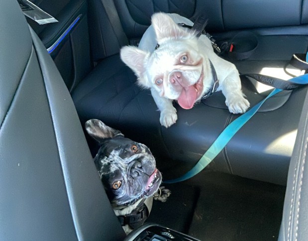 French bulldogs Pinky and Cookie Monster were dognapped when armed robbers burglarized their owner's Long Island City apartment.