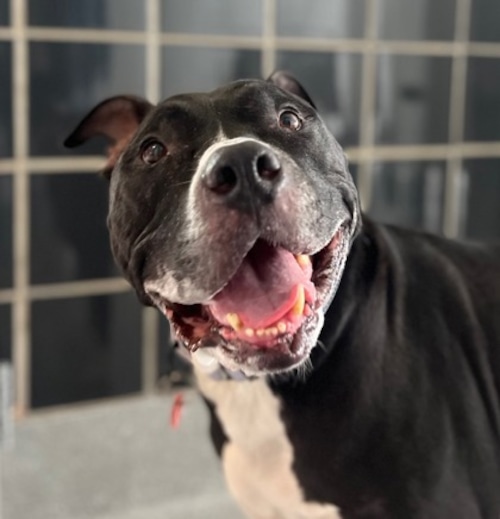 Cuyahoga County Animal Shelter