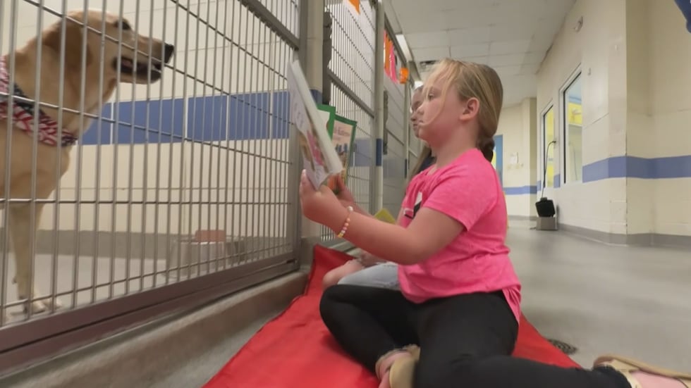 Club Paws Summer Day Camp