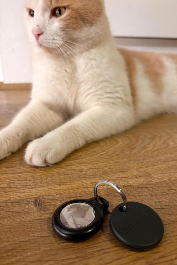 An Apple Air Tag and a Chipolo Bluetooth tracker are seen on a keyring next to a cat