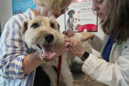 SUT-Z-PETALLERGIES-0610-03 Dr. Karen Woodard checks for fleas and ticks on Gail Friedman's allergy-prone dog, Mr. Friedman, in Elmhurst, Ill. Cats and dogs can be allergic to elements in their environment, their food and even other animals. (Laura Bargfeld / The Associated Press)