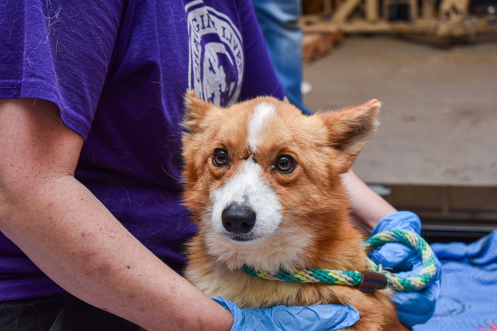 Over 30 dogs removed from unlicensed breeder in Cedar Co.
