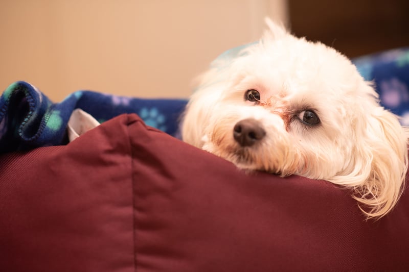 Taking the top spot as the best dog breed to have in your bed are Maltese pooches, with their small size and lack of shedding and drooling, are officially the perfect dogs to nap with.